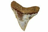 Fossil Bull Shark Tooth (Carcharhinus) - Angola #259469-1